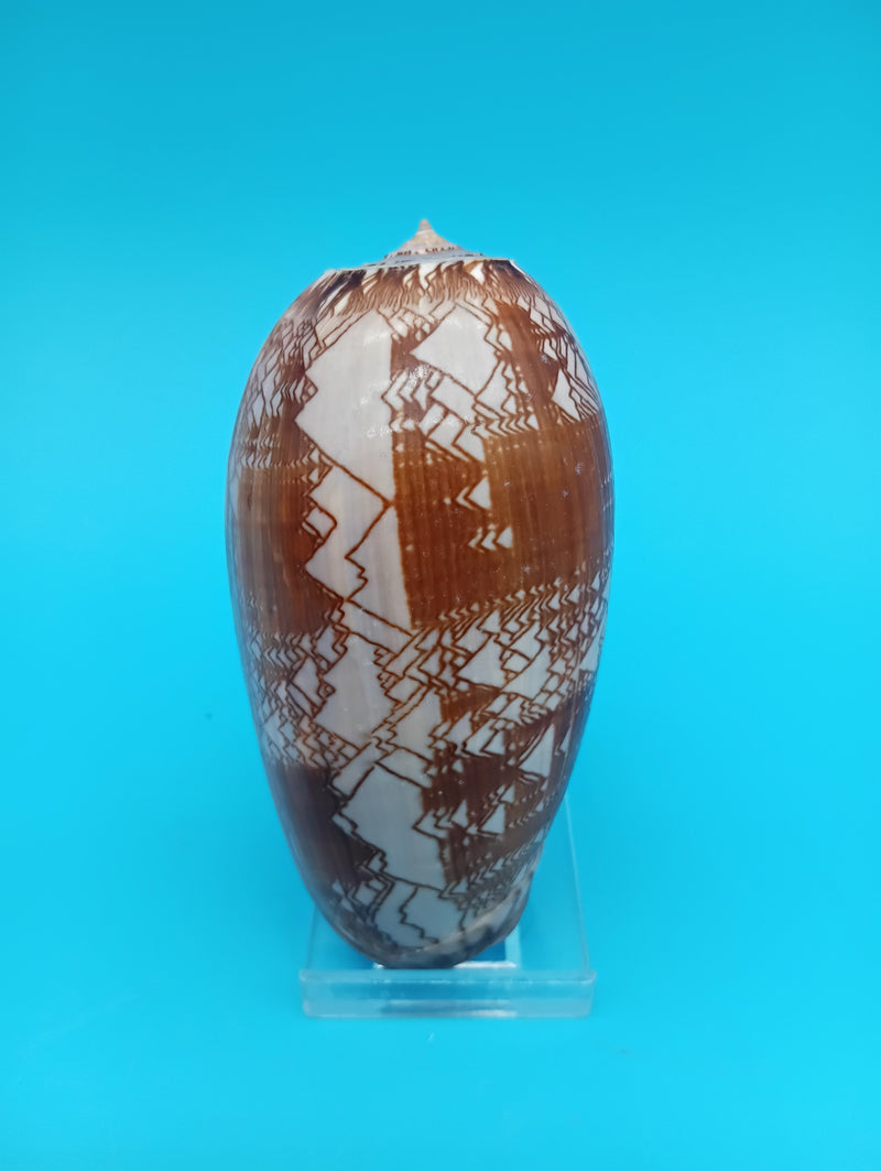 3.7" Tent Olive seashell Oliva porphyria natural specimen for beach decor