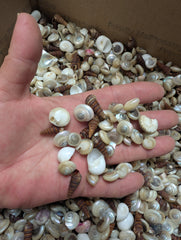 Speciality Small Mix Shells -Pearl Umboniums, Brown Auger, Natica Moon & more