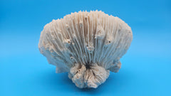 Vintage Mushroom Coral with Natural Growth – Ivory Coastal Specimen Decor 6.5