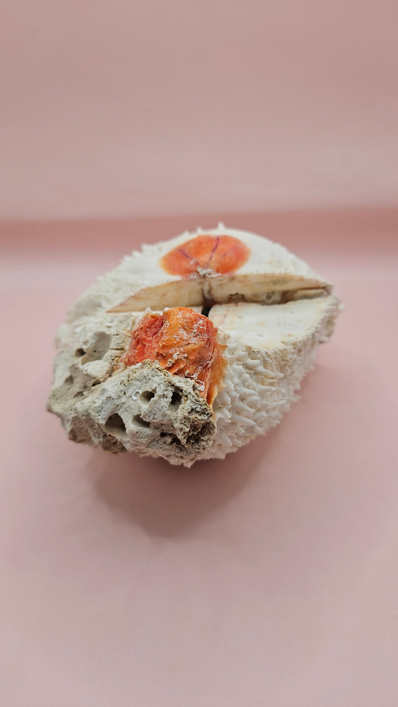 Spiny Spondylus shell with white ridges and orange tip on pink background