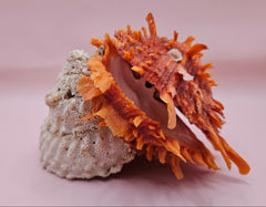 Princeps Spondylus Spiny Oyster Shell with Attached Undosa Astraea – Natural Ocean Display 6x5x4