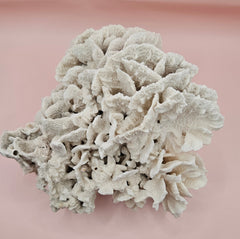 Vintage Rugosa coral specimen, measuring 8x8x5 inches. Naturally white and sculptural, it’s perfect for coastal decor or fossil collections.