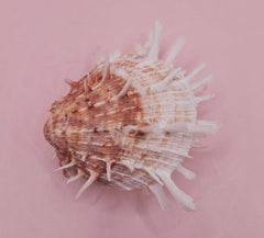 Spiny Spondylus shell with coral and ivory coloring on pink background, measuring 3.2 inches wide
