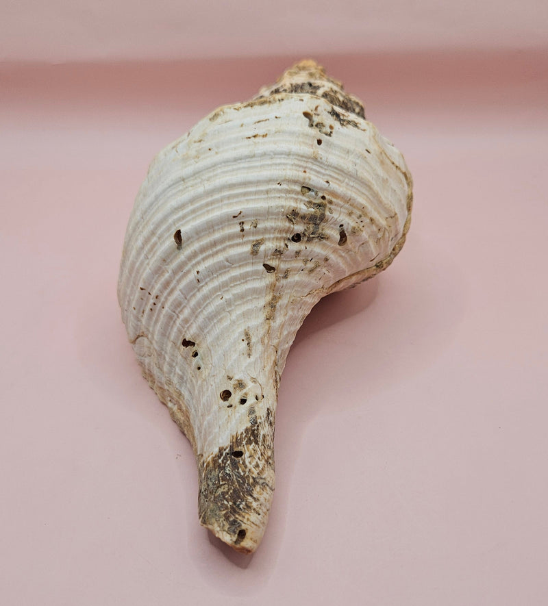 Large natural horse conch shell with weathered beige tones and ribbed spiral, held in hand for scale