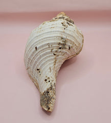 Large natural horse conch shell with weathered beige tones and ribbed spiral, held in hand for scale