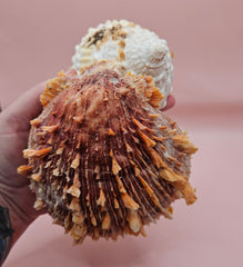 Trochus shell naturally fused to a spiny orange Spondylus shell, creating a bold textured sea display