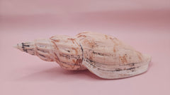 natural Fulgoraria pervostiana angulosa shell with cream, tan, and black markings.
