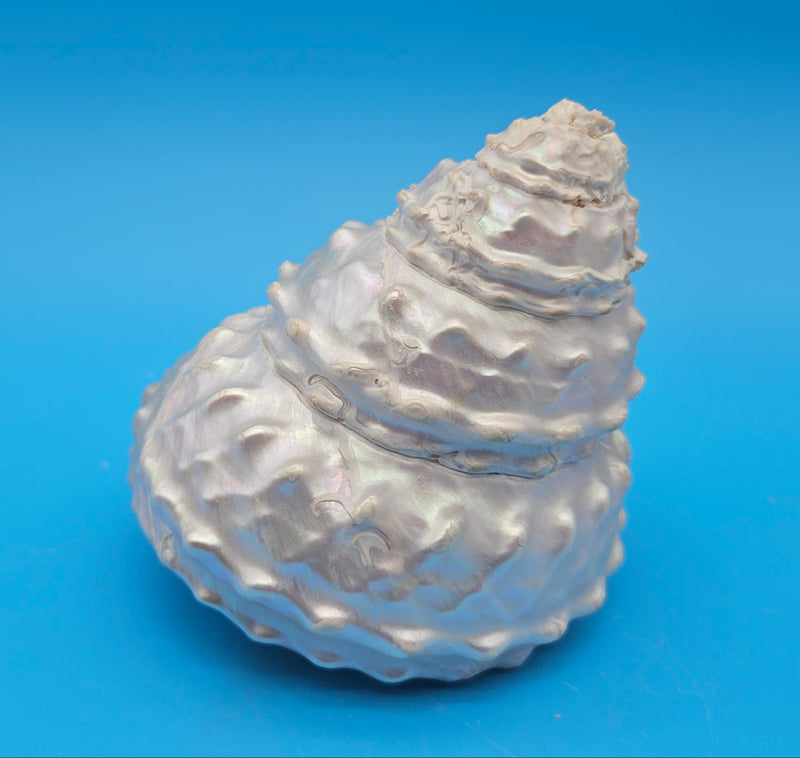Pearled Astraea undosa shell with iridescent finish and knobby ridged spiral surface on bright blue background