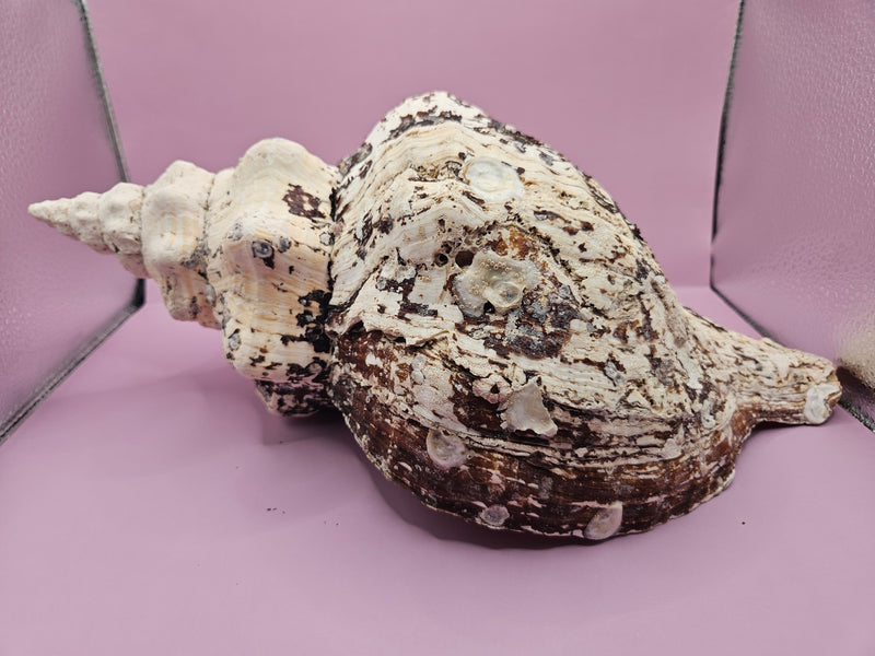 Horse Conch Shell-14.75"