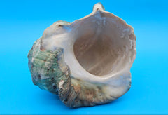 Giant green marmoratus turban shell with spiral design and earthy green-brown tones, measuring 6.4x6.2x4 inches