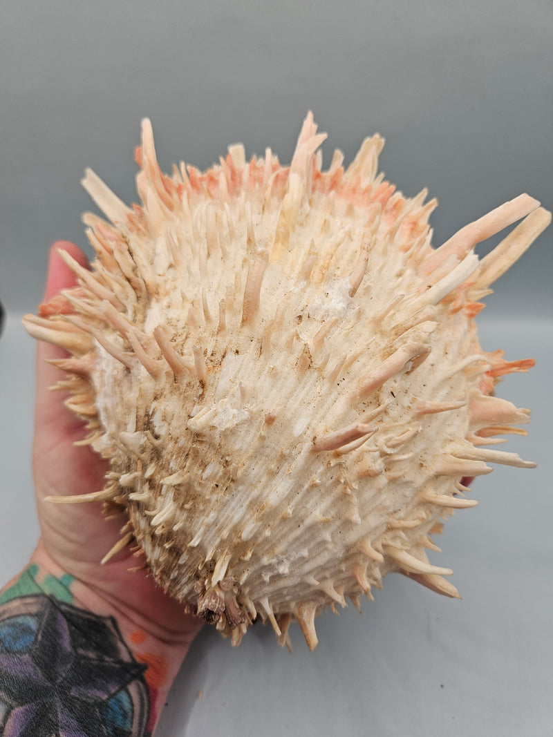 Vintage Spondylus shell, 6.5 inches wide, featuring natural spines and vibrant color, perfect for ocean-themed décor or collections.