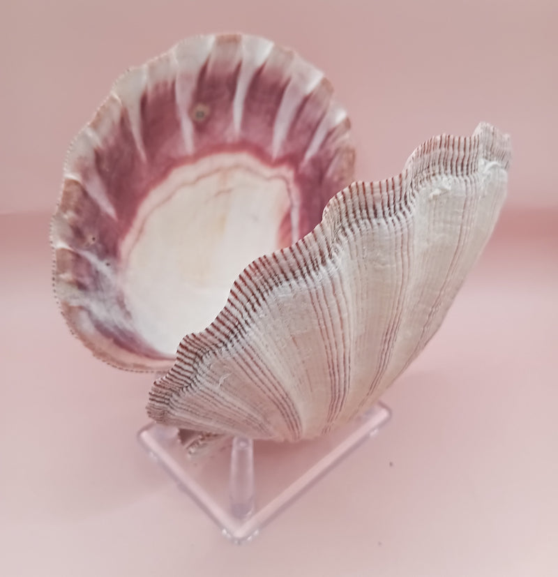 Natural Lion's Paw seashell pair, 5.0 by 5.2 inches, with textured barnacle accents and coastal tones