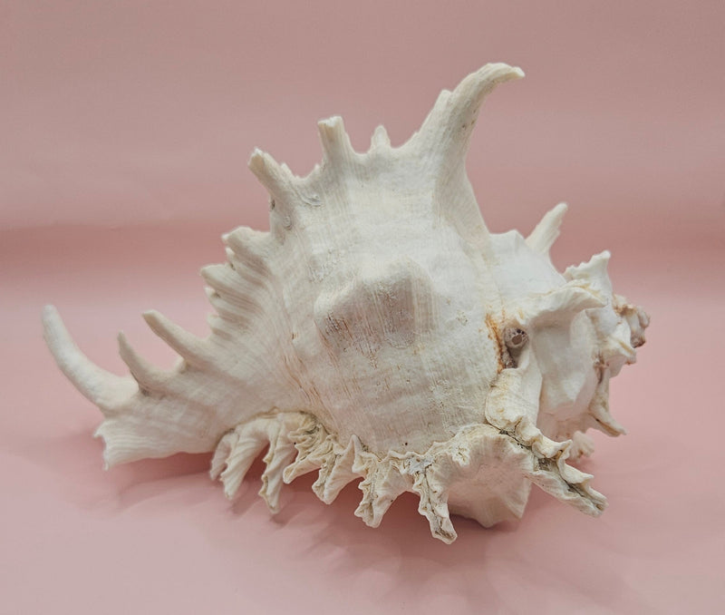 Murex Ramosus Conch – Large Spiny Seashell for Coastal & Nautical Decor 