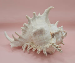 Murex Ramosus Conch – Large Spiny Seashell for Coastal & Nautical Decor 