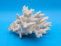 White Branch Coral Specimen with spiked arms and textured surface on blue background