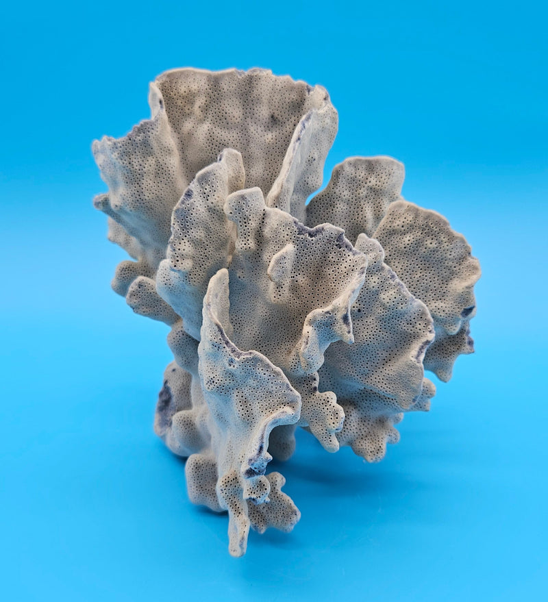 Rosette-shaped Blue Ridge Coral with layered ridges and porous texture on blue background
