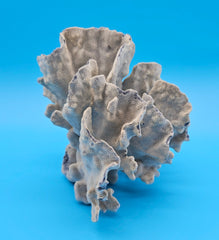 Rosette-shaped Blue Ridge Coral with layered ridges and porous texture on blue background