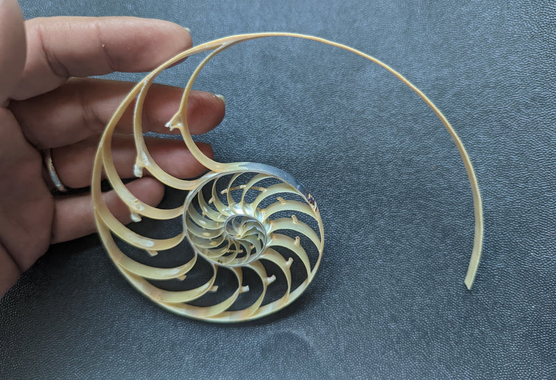 Center Sliced Pearl Nautilus Shells