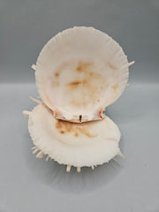 Vintage Spondylus shell, 4.5 inches wide, featuring natural spines and vibrant color, perfect for ocean-themed décor or collections