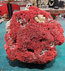 Vintage Red Pipe Coral Cluster with White Branch Coral – 13x11.5x10 Marine Specimen