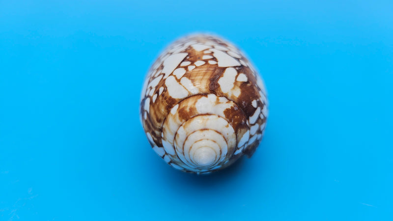  Conus pennaceus Feathered Cone shell with white markings over brown background, glossy 4-inch cone shell.