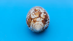  Conus pennaceus Feathered Cone shell with white markings over brown background, glossy 4-inch cone shell.