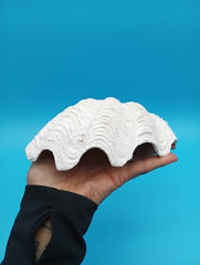 Derasa Clam Shell – Tridacna derasa, 7