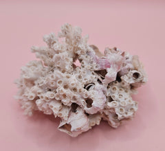 Ivory Bush Coral Mixed with Gulf of Mexico Barnacle – Oculina Varicosa 