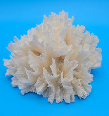 Lettuce coral with frilled ivory ridges in a rosette shape on blue background