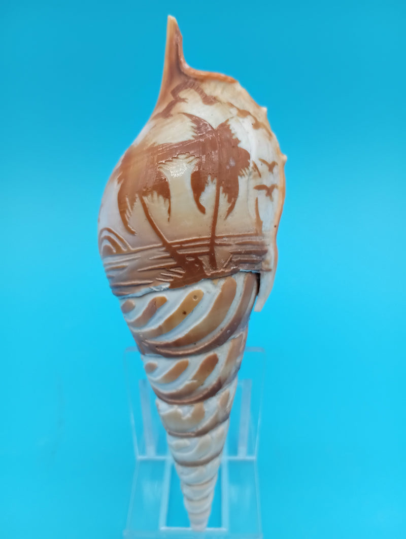 5.3" carved Tibia shell with palm tree coastal scene