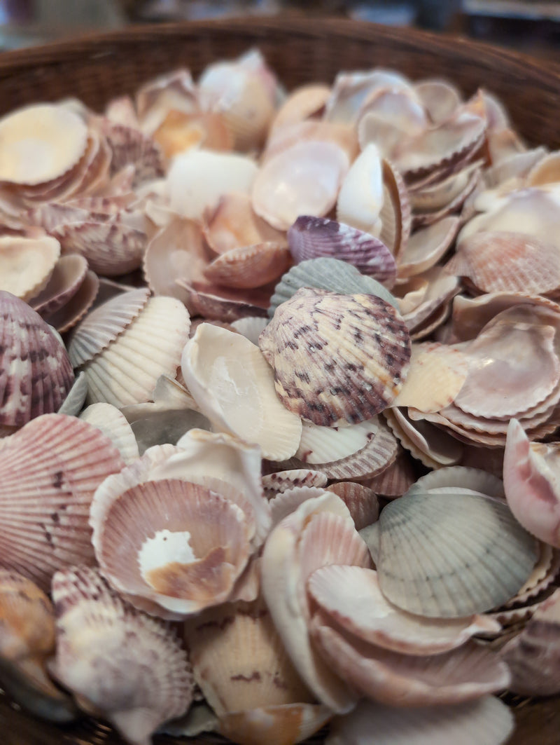 Baby Beach Collected Scallops