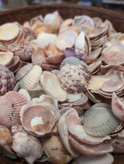 Baby Beach Collected Scallops