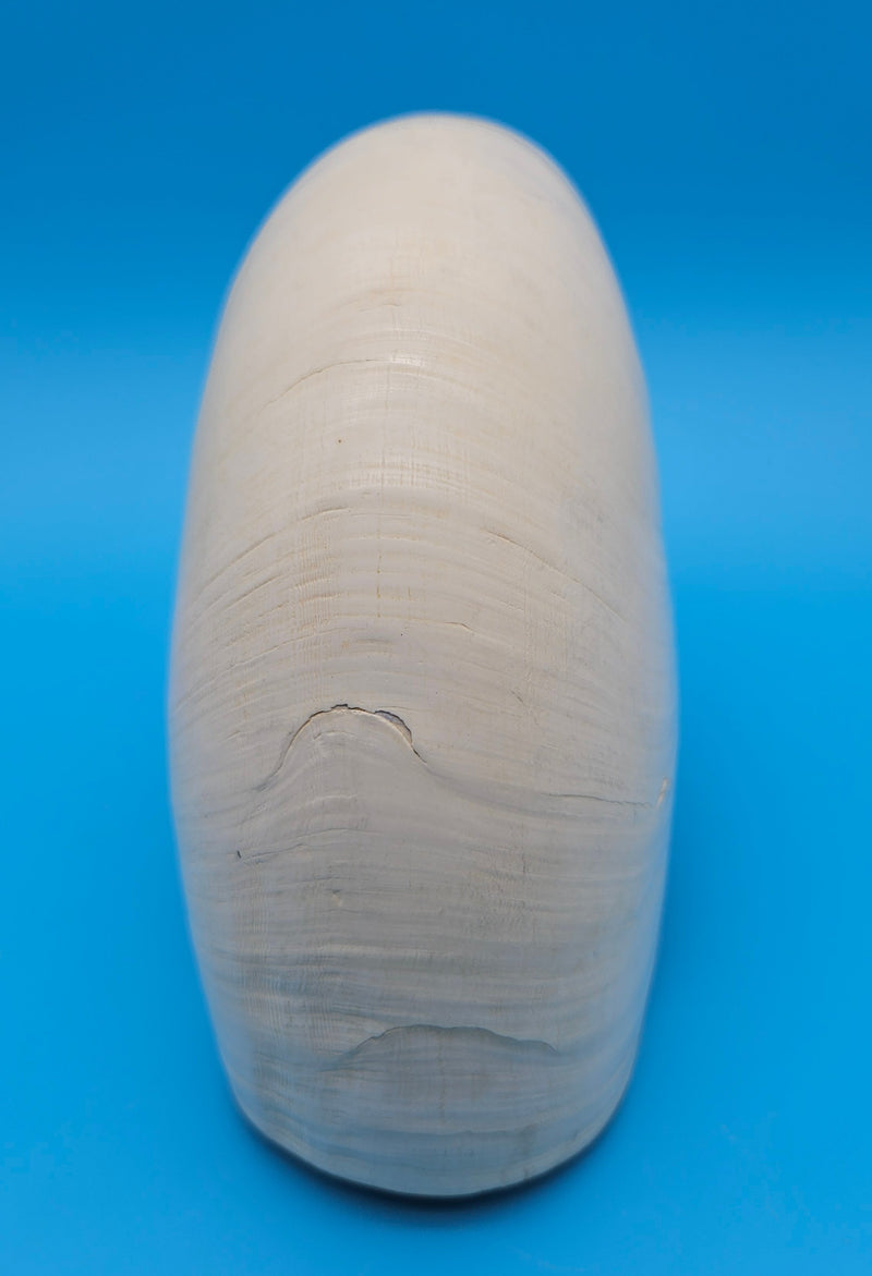 Tiger nautilus shell with brown stripes and spiral design on blue background