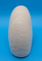 Tiger nautilus shell with brown stripes and spiral design on blue background