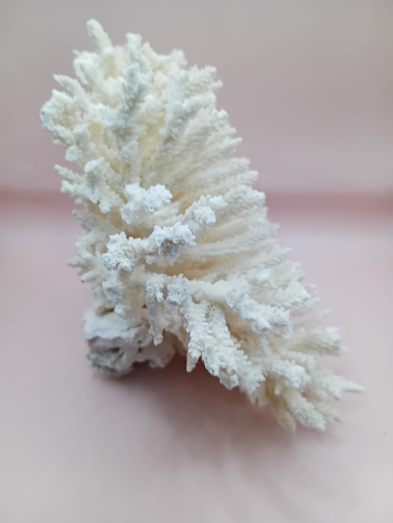 Vintage cream table coral with flattened branches – 10 x 6 x 7.5 inches coastal décor accent
