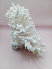 Vintage cream table coral with flattened branches – 10 x 6 x 7.5 inches coastal décor accent