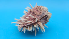 Pink spiny Spondylus shell pair open and closed on blue background with natural texture and color
