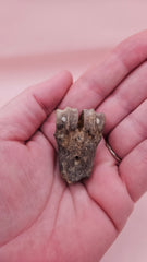 Ice Age fossil distal cannon bone from deer or horse with weathered brown surface on pink background