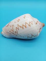 Noble Volute Shell 5