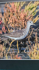Photograph of a shorebird in profile standing among colorful seaweed, printed and mounted on a black mat board.