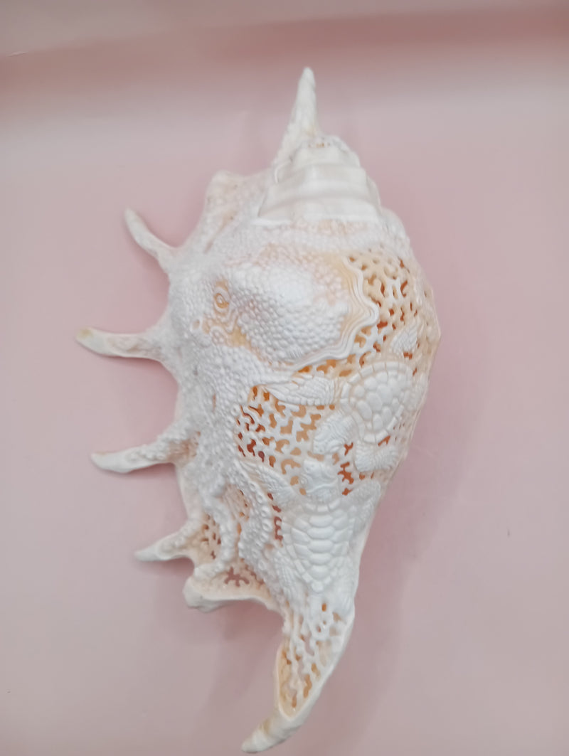 Hand-carved Lambis truncata shell with octopus design – 9.5 inches