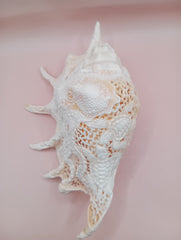 Hand-carved Lambis truncata shell with octopus design – 9.5 inches