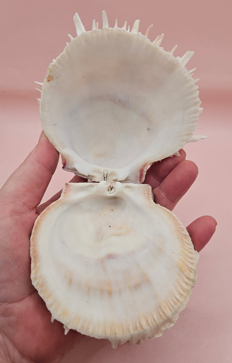 4-inch pink and white Spondylus shell with spines and hinged opening on light pink background