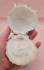 4-inch pink and white Spondylus shell with spines and hinged opening on light pink background