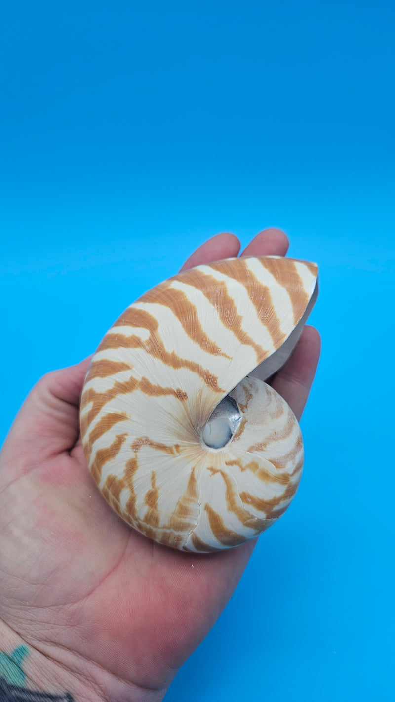 Tiger Nautilus Shell – Striking Natural Ocean Decor 4"