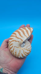 Tiger Nautilus Shell – Striking Natural Ocean Decor 4