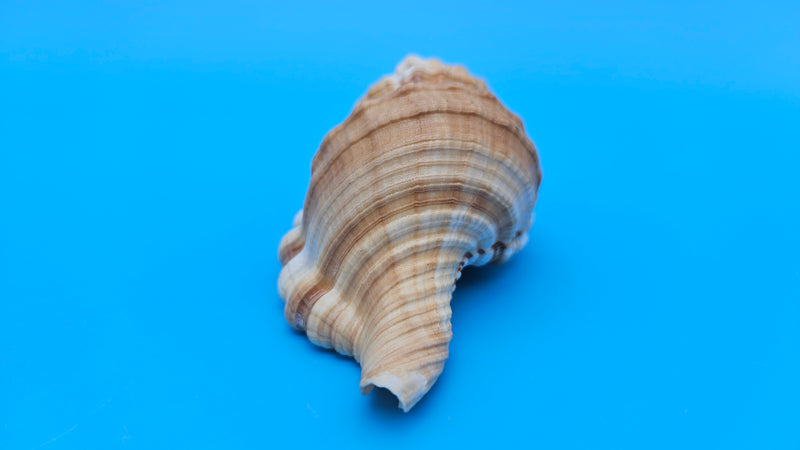 Cabestana spengleri shell, 3.8 inches, golden-brown with ribbed spiral whorls and wide flared aperture.