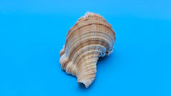 Cabestana spengleri shell, 3.8 inches, golden-brown with ribbed spiral whorls and wide flared aperture.