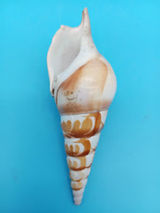 Carved Tibia Shell with Palm Tree Scene – 4.4