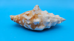 Laminate Conch Shell 4.5